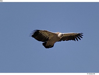 Animali 017